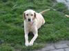 Labrador retriever Molly