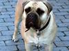 Bullmastiff Baby