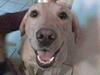 Labrador retriever Hector