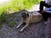 Mastiff Freja (RIP)