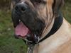 Boerboel Abelles Aslan