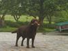Labrador retriever Molly<3