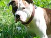 Amerikansk bulldog Doller