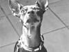 Engelsk toy terrier Dina