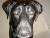 Labrador retriever Manse Danefeld