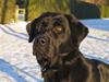 Labrador retriever Nemo [Tidl. hund]