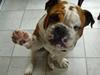 Engelsk bulldog Anton