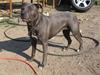 Amerikansk staffordshire terrier Nismo