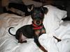 Dvaergpinscher Rødkildes Scirocco