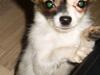 Chihuahua Valentino