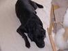 Labrador retriever tøsen R.I.P min dejlige
