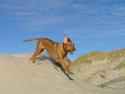 Rhodesian ridgeback Ozzy