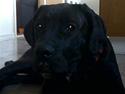 Cane corso Freja