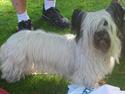 Skye terrier Darling