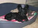 Skye terrier Divia