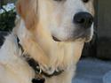 Golden retriever Emma