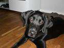 Labrador retriever Frede