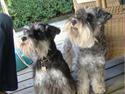 Dvaergschnauzer Thorkild