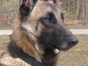 Malinois Isell´s Xibelle