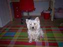 West highland white terrier Pingo