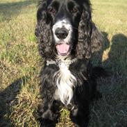 Cocker spaniel Coco / Rivaldo