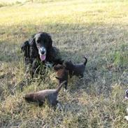 Cocker spaniel Coco / Rivaldo