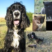 Cocker spaniel Coco / Rivaldo