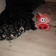 Cocker spaniel Coco / Rivaldo