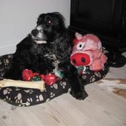 Cocker spaniel Coco / Rivaldo