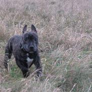 Staffordshire bull terrier kenzo