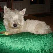 West highland white terrier Victor Wistie