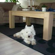 West highland white terrier Victor Wistie
