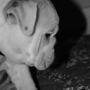 Engelsk bulldog Eddie