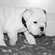 Engelsk bulldog Eddie