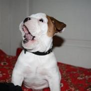 Engelsk bulldog Eddie