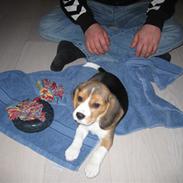 Beagle sif