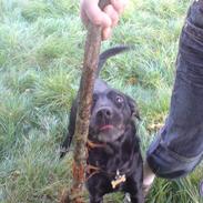 Blanding af racer Tazz