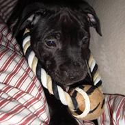Staffordshire bull terrier Eddie