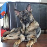 Schæferhund D'jambo