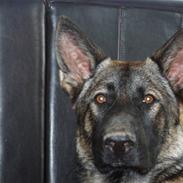 Schæferhund D'jambo