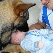 Schæferhund D'jambo