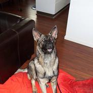 Schæferhund D'jambo