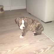 Olde victorian bulldogge Kuno