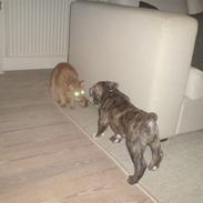 Olde victorian bulldogge Kuno