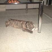 Olde victorian bulldogge Kuno