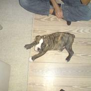 Olde victorian bulldogge Kuno