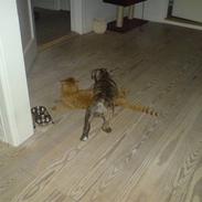 Olde victorian bulldogge Kuno