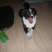 Blanding af racer Soffie