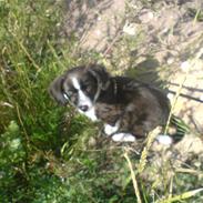 Blanding af racer Soffie