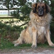 Leonberger | Nygård's Jaffa.